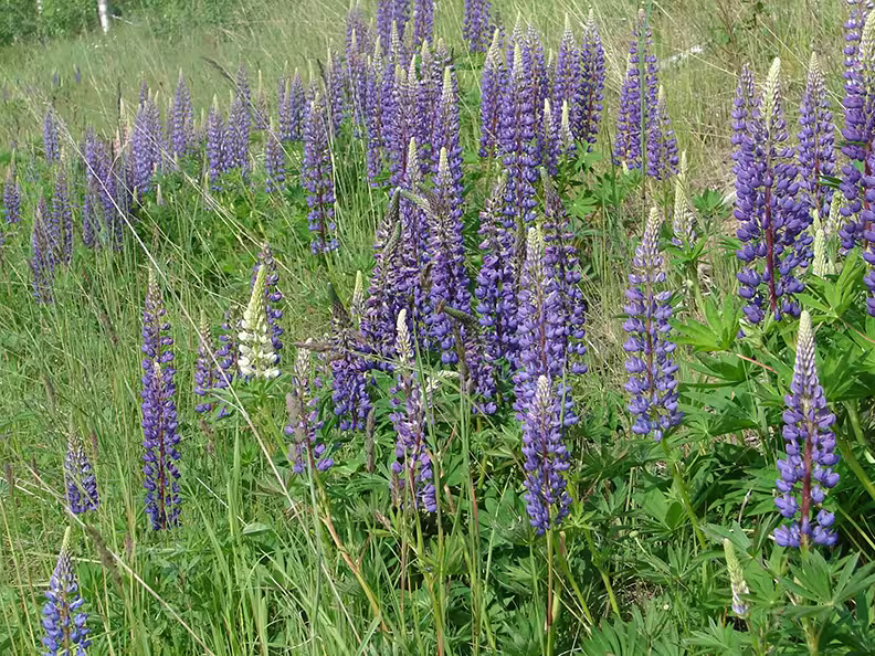 lupines